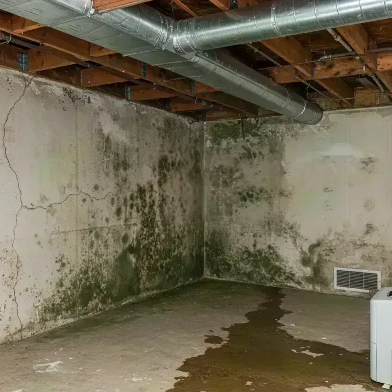 Professional Mold Removal in West Liberty, KY